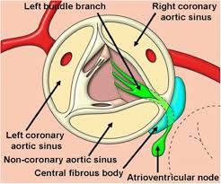 Aortic valve and cardiac conduction system shown in green